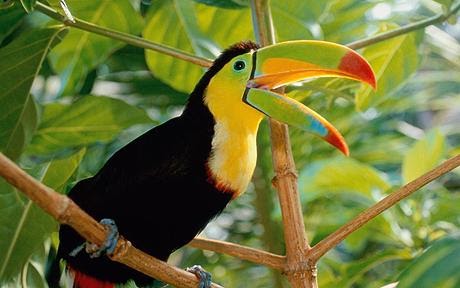 33 Fakta Menarik Tentang Burung  Tukan Burung  Dengan Warna 