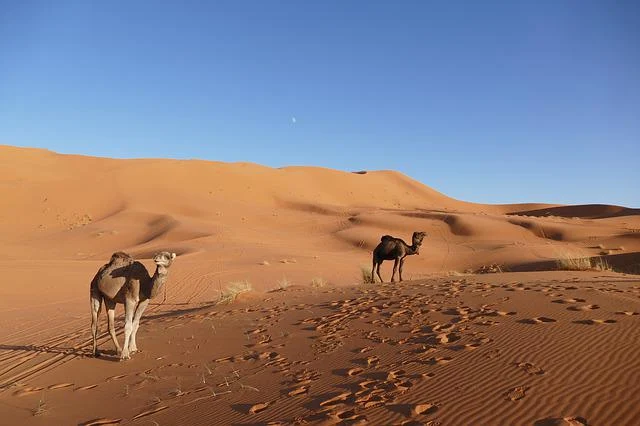 Culture ofthe Moroccan desert