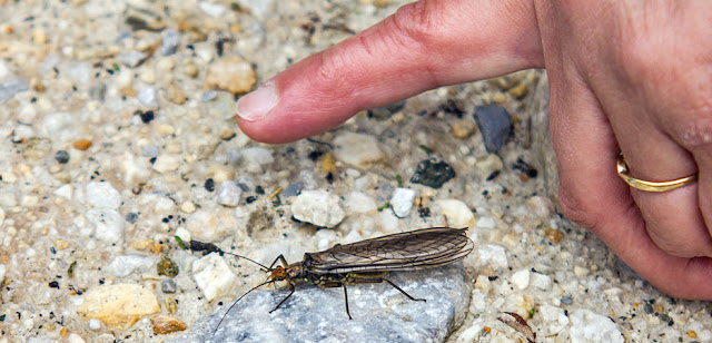 giant stone fly