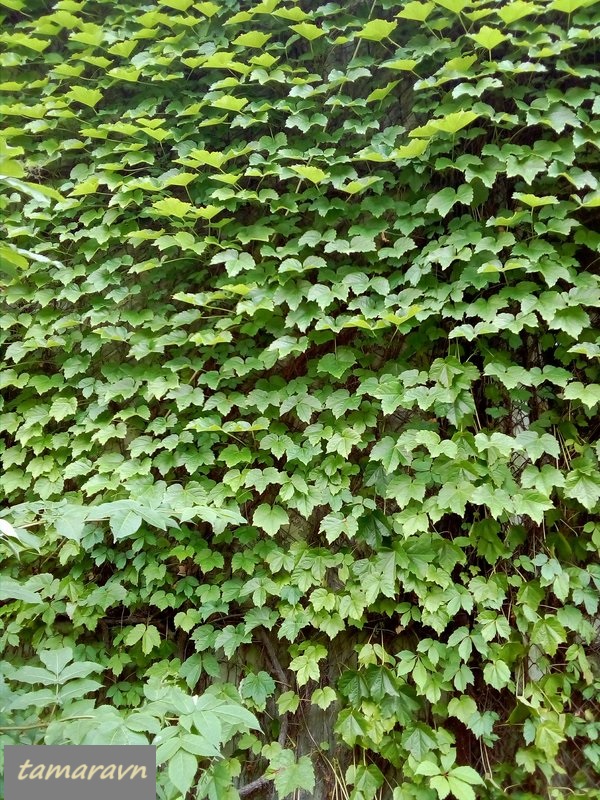 Девичий виноград триострённый (Parthenocissus tricuspidata)