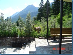 Deer leaving the visitors center in Canada
