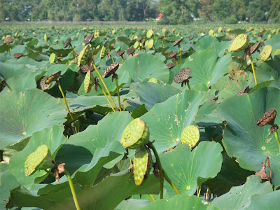 lotus seed pods, from flower