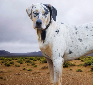 Catahoula Leopard Dog Pros and Cons