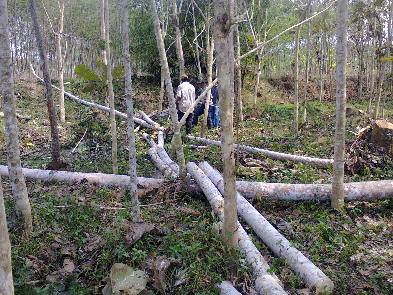 Teknik pemanenan hutan ramah lingkungan FORESTER UNTAD BLOG