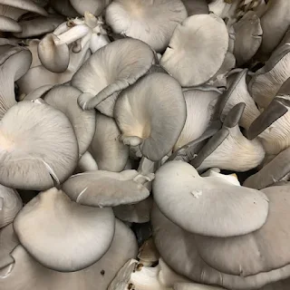 Mushroom company in Maharashtra