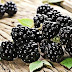 What Are The Benefits of Blackberries?