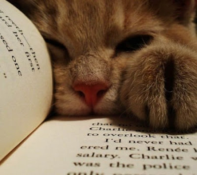 Ох уж эти кошки. Фото кошка читает книгу.