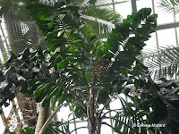 Palm tree fruit - Kyoto Botanical Gardens Conservatory, Japan