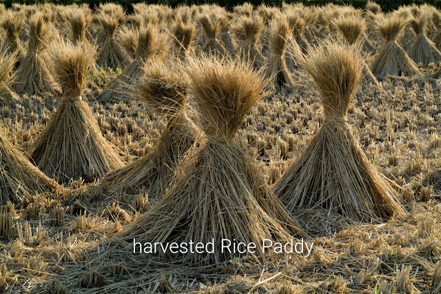 Alt: = "photo showing harvested rice paddy tied together"