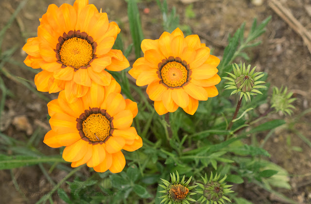 gazania longiscapa