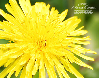 Dandelion West Virginia Nature Photography