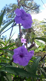 Desert Petunia, Florida Bluebells Mexican petunia gift ornamental 
