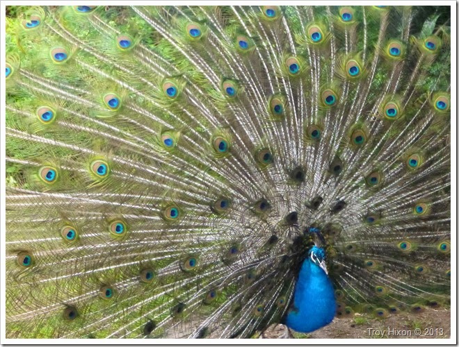 Peacock