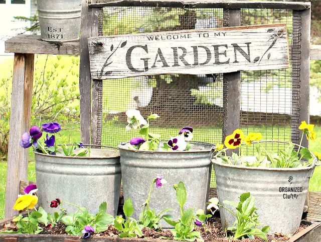 Planting Pansies On The Deck Junk Garden Style #pansies #galvanized #oldsignstencils #junkgarden #stencil #sign #gardensign #containergarden