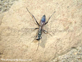 Blue mud dauber wasp