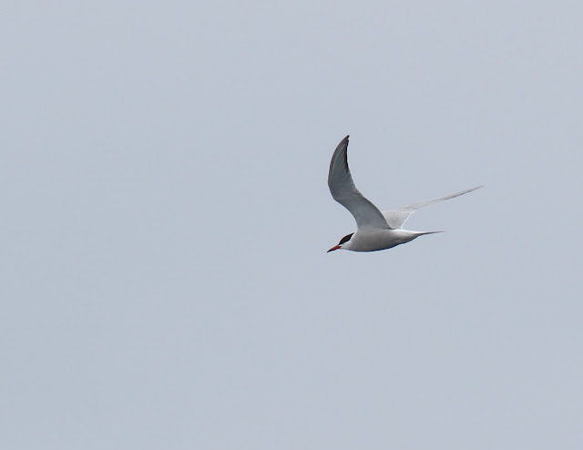 Common Tern