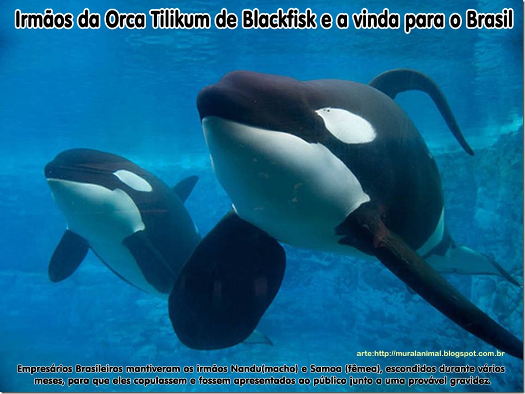 tilikum_nandu_samoa