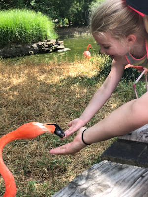 Mother's Day at the Birmingham, Alabama zoo flamingos