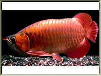 Arowana Fish Pictures