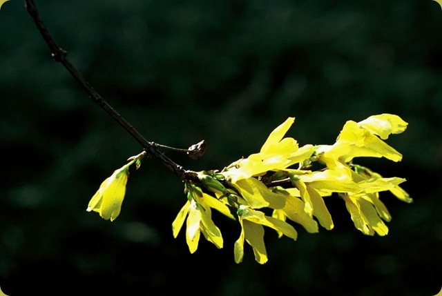 Forsythia001