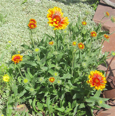 blanket flower, Gaillardia