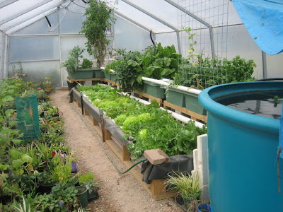 aquaponic, aquaponics, aquaponics system, backyard gardening 