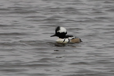 - Hybride Kokardezaagbek x Nonnetje - Lophydytes cullatus x Mergellus albellus