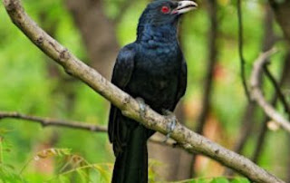Name of Birds in Awadhi Language