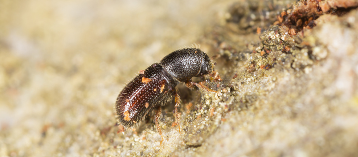 Tree boring ambrosia beetle infestation