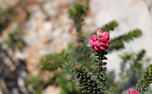 Grevillea Lanigera Flowers