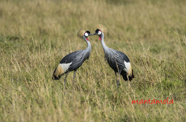 Grey crowned crane