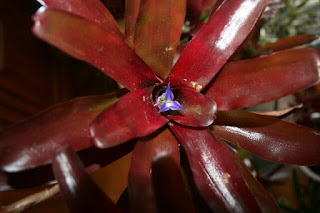 bromelia roja