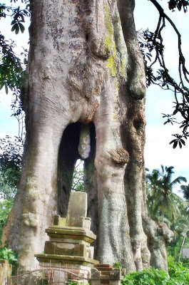 Pohon Lanang Wadon Jembatan Akar Pohon paling unik dan aneh di indonesia 