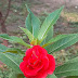 Dark Red Impatiens Balsamina Flower on Green Leaves Background