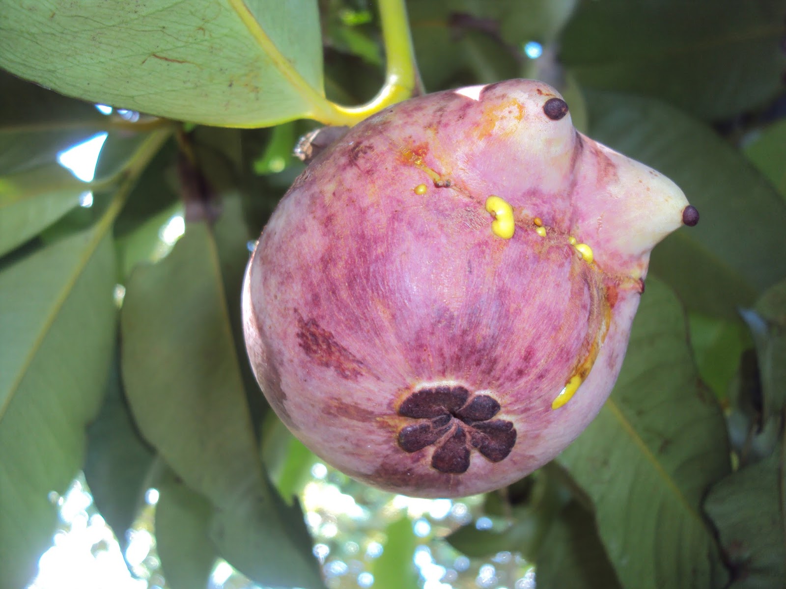 Manggis Garcinia mangostana Wayan Suyasa