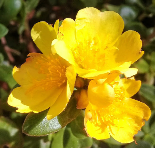 Presentear alguém com uma flor amarela tem o significado de estar desejando uma vida próspera à pessoa.