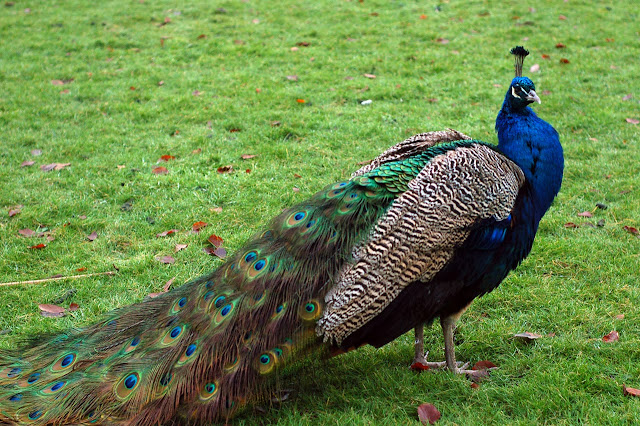 Peacock Wallpapers HD