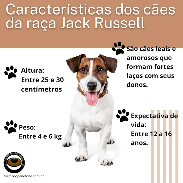 Características dos cães da raça Jack Russell