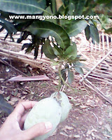 Mangga Mang Yono