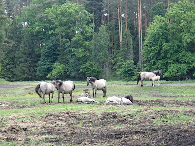 Mazury, żeglowanie, Popielno, stacja PAN, Bełdany, konik polsi, hodowla zachowawcza, tabun