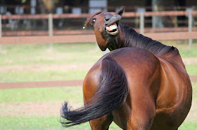 Funny animals of the week - 28 March 2014 (40 pics), funny horse