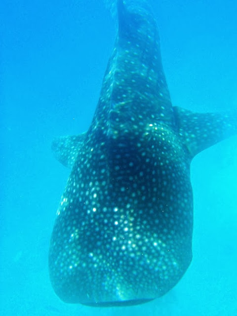 Whale Shark Encounter, Oslob, Cebu