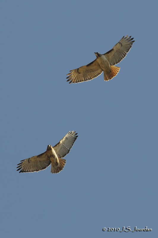 common grackle flight. Common Grackles, Red-winged