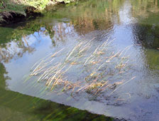 Middlesex Filter Beds