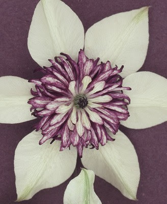 of a clematis flower is by