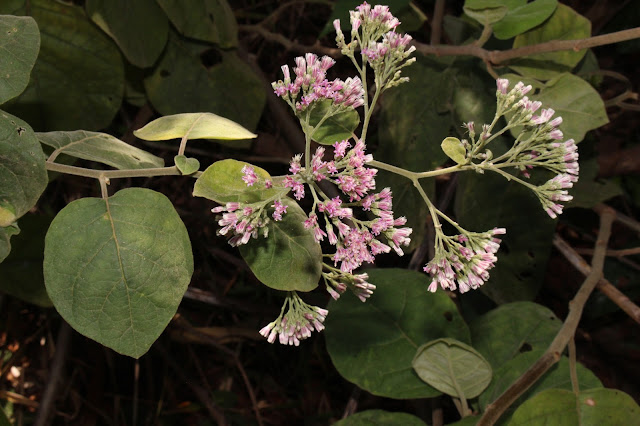 Vernonia solanifolia Benth.