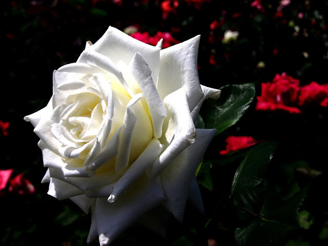 Beautiful White Rose Wallpapers Free Download