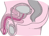 Signs and symptoms of urethritis