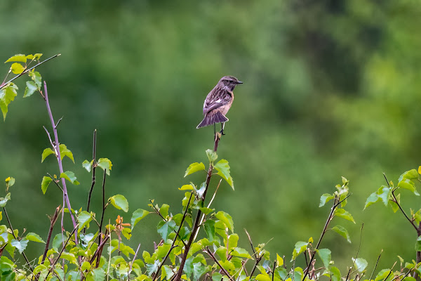 Stonechat