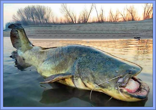 Giant Wels Catfish Have Been Introduced To A Few European Waters